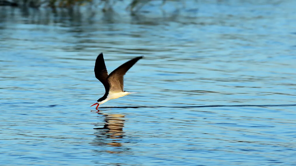 非洲剪嘴鸥（Rynchops flavirostris）