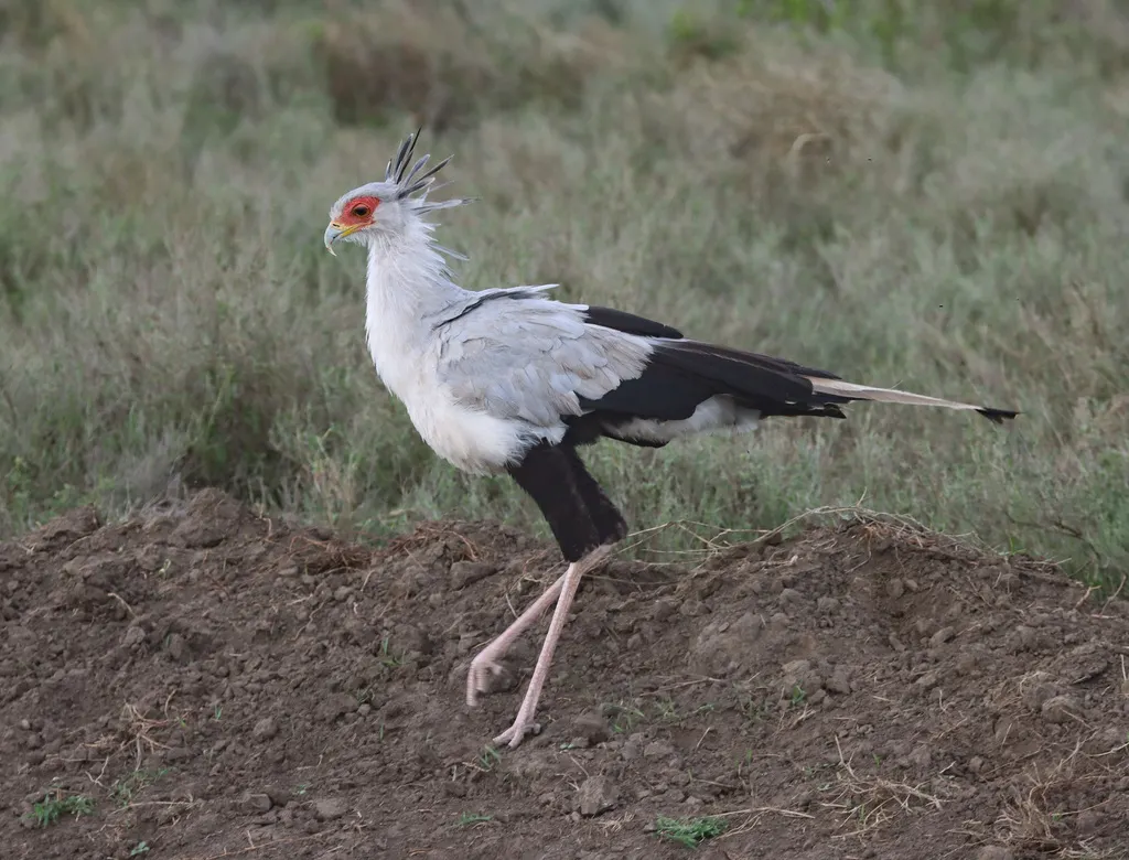 鹭鹰(Sagittarius serpentarius)