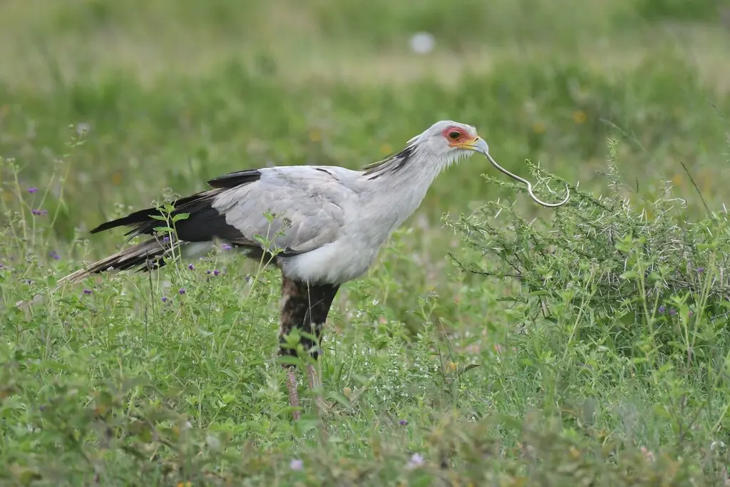 鹭鹰(Sagittarius serpentarius)