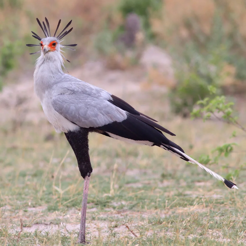 鹭鹰(Sagittarius serpentarius)