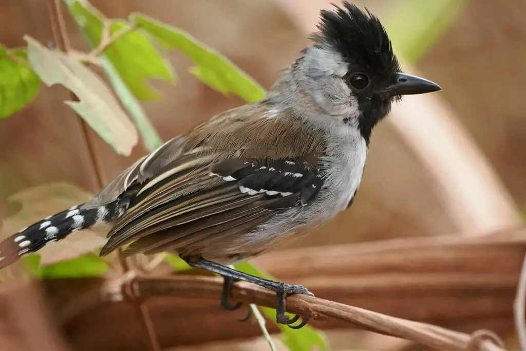 银颊蚁鵙(Sakesphoroides cristatus)