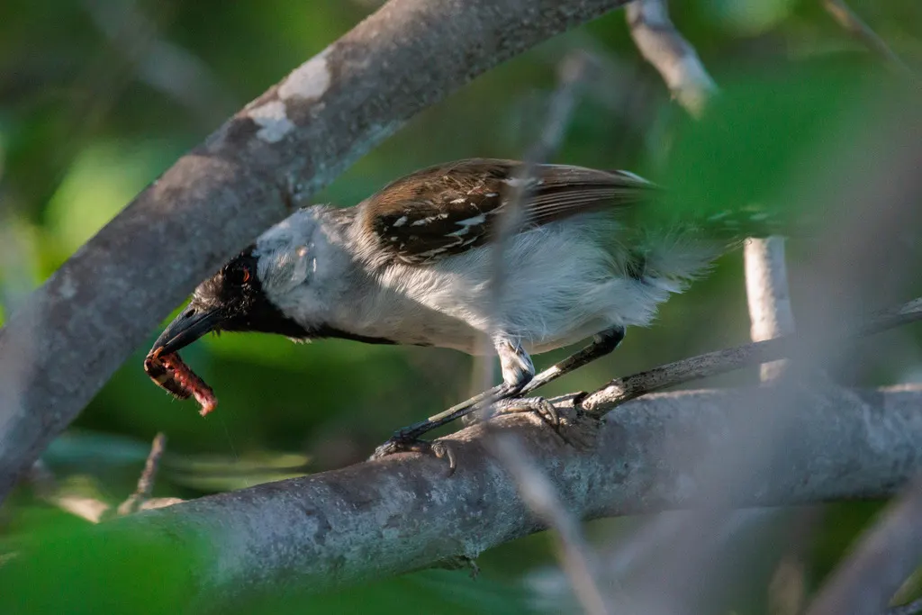 银颊蚁鵙(Sakesphoroides cristatus)
