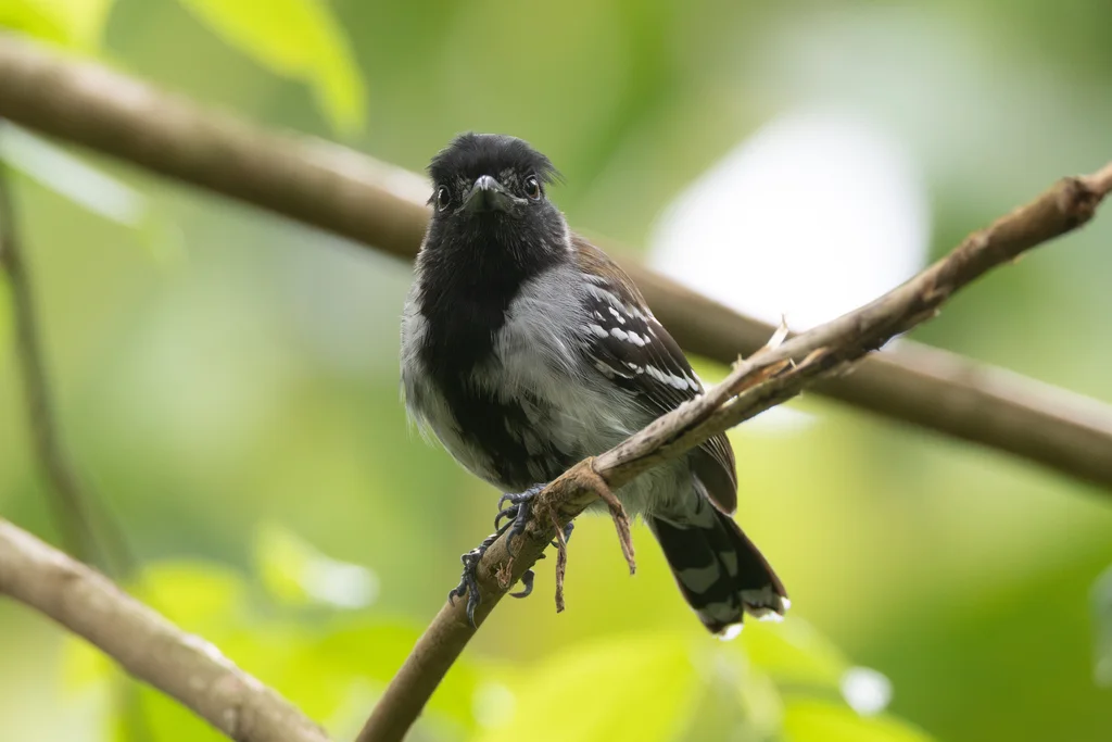 黑冠蚁鵙(Sakesphorus canadensis)