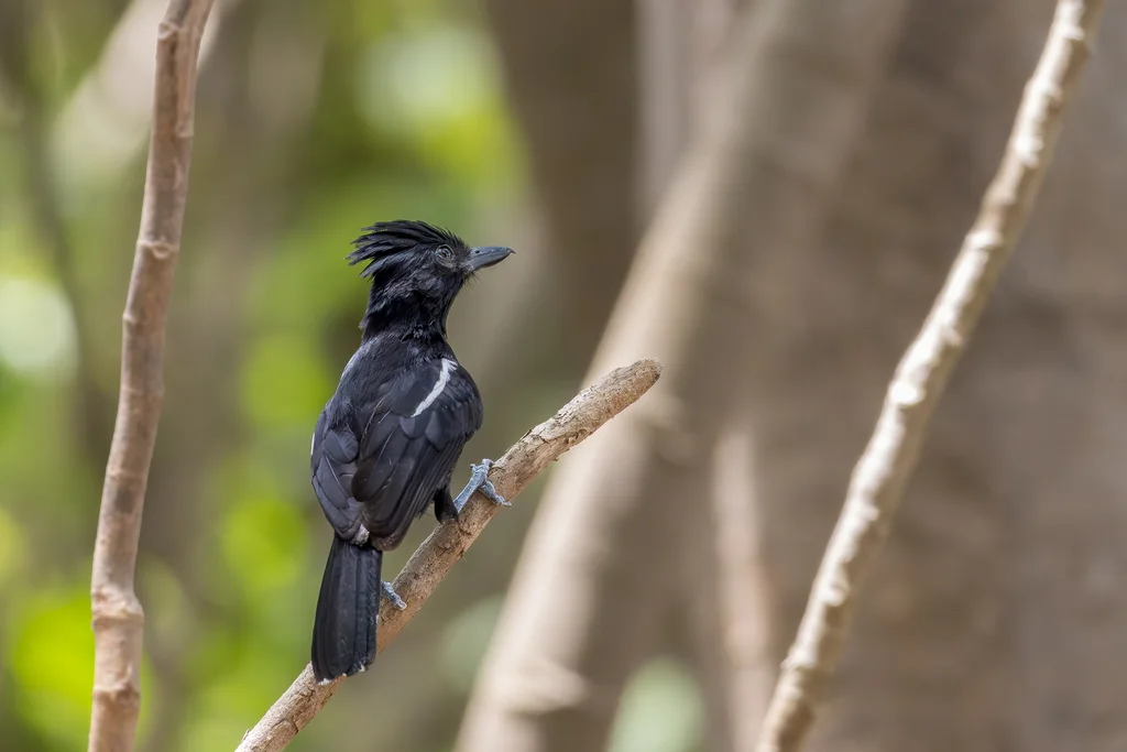 辉蚁鵙(Sakesphorus luctuosus)