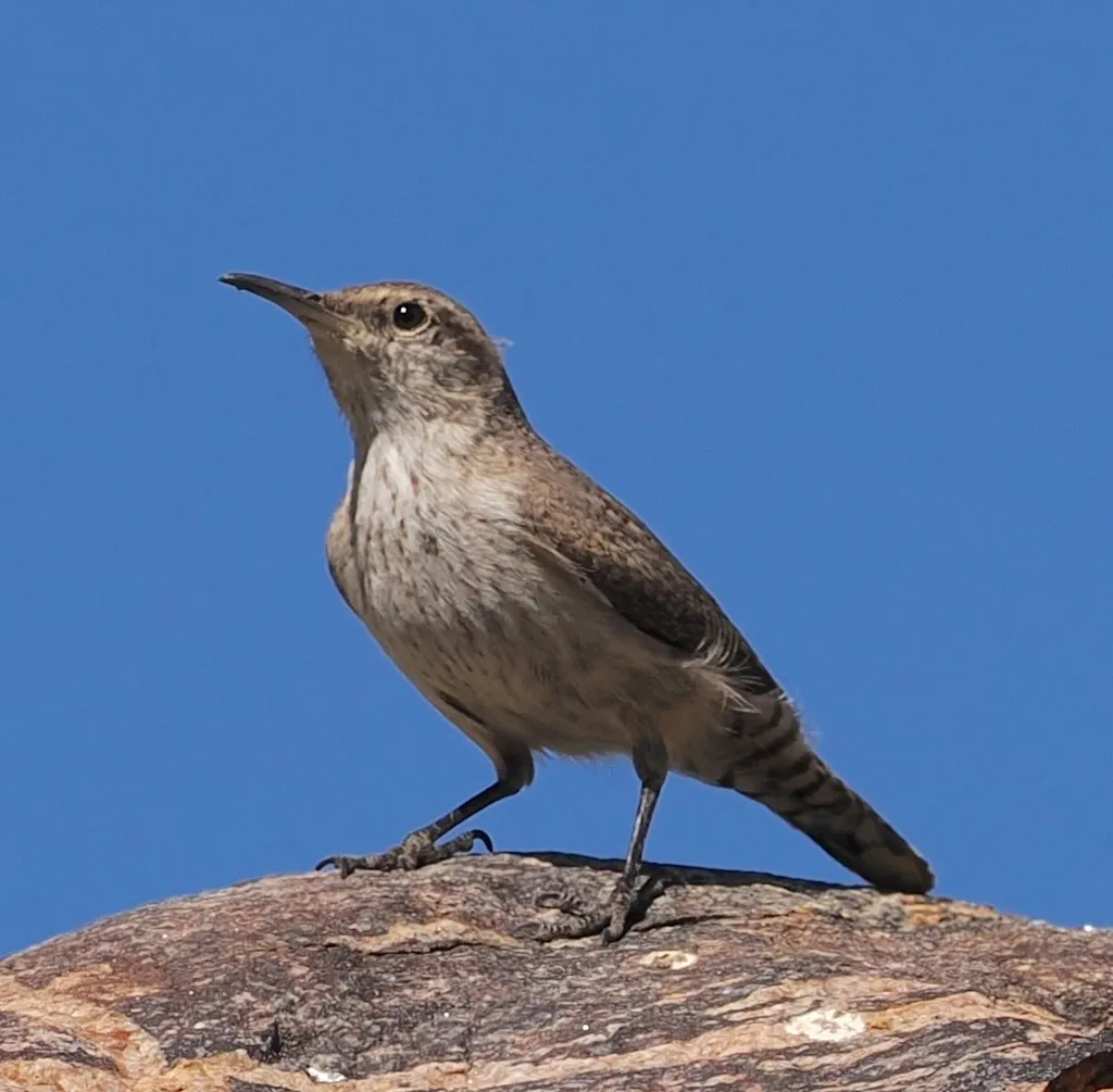 岩鹪鹩(Salpinctes obsoletus)