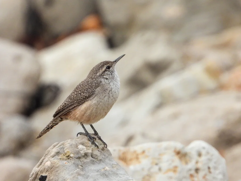 岩鹪鹩(Salpinctes obsoletus)