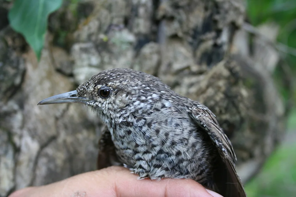岩鹪鹩(Salpinctes obsoletus)