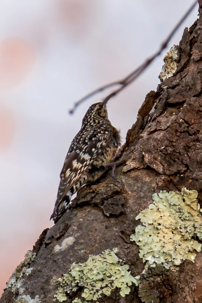 非洲斑旋木雀（Salpornis salvadori）