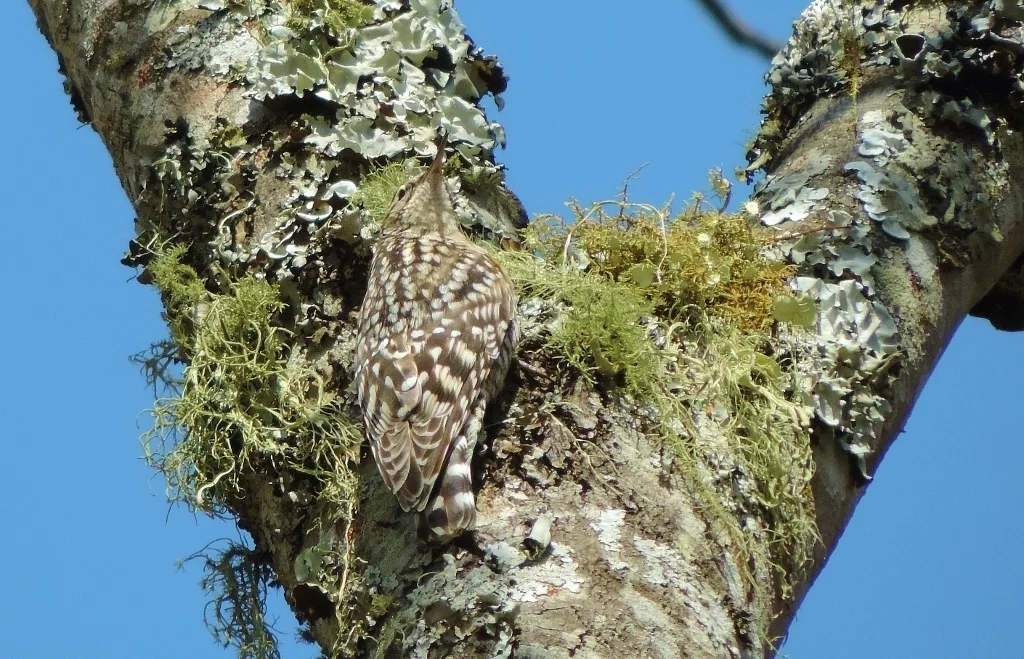 非洲斑旋木雀（Salpornis salvadori）