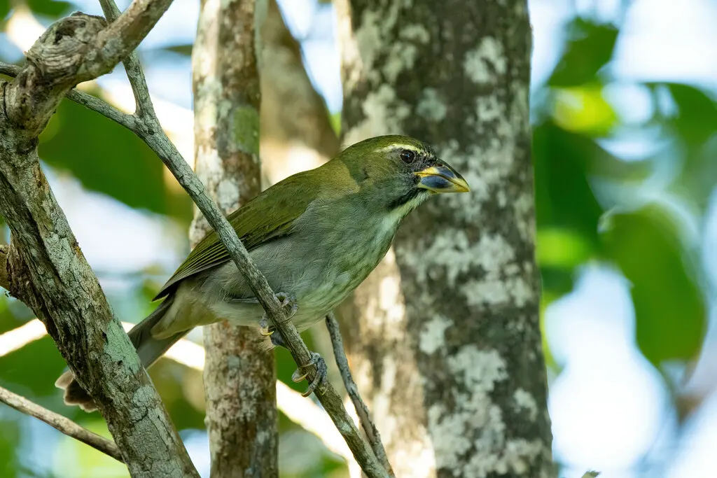 小安第斯舞雀(Saltator albicollis)