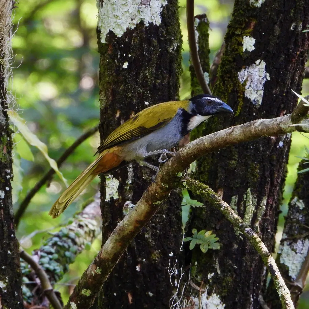 黑头舞雀(Saltator atriceps)