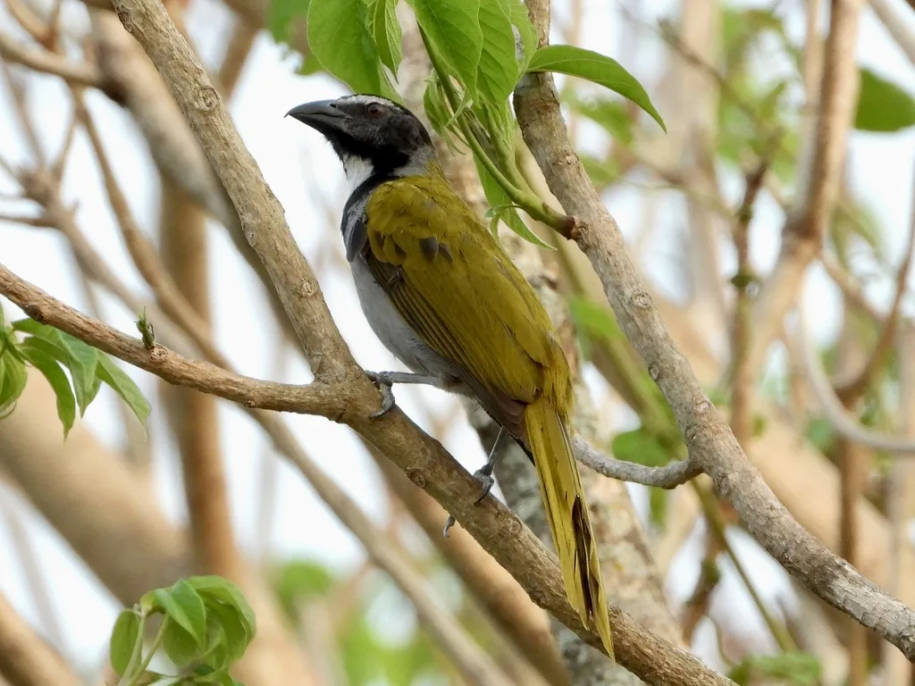黑头舞雀(Saltator atriceps)