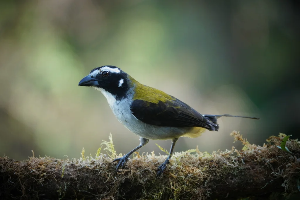 黑翅舞雀(Saltator atripennis)