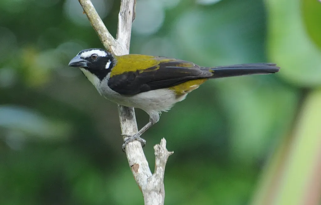 黑翅舞雀(Saltator atripennis)