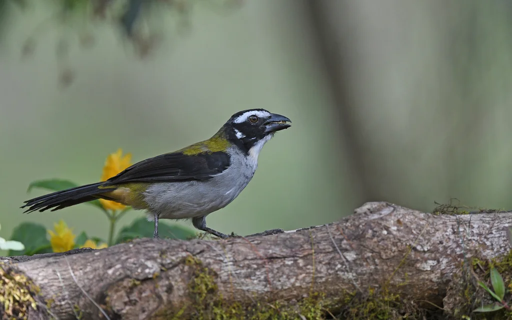 黑翅舞雀(Saltator atripennis)