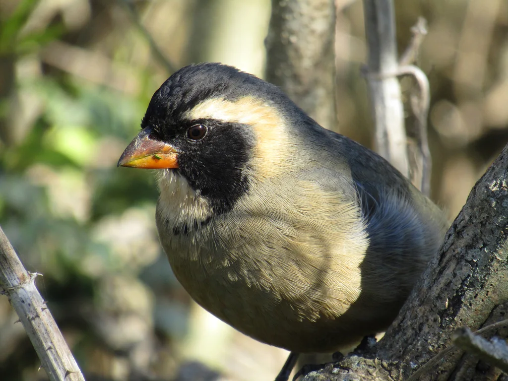 金嘴舞雀(Saltator aurantiirostris)