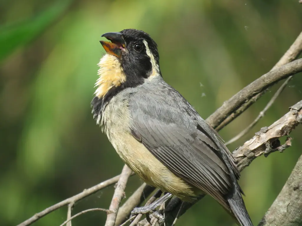 金嘴舞雀(Saltator aurantiirostris)
