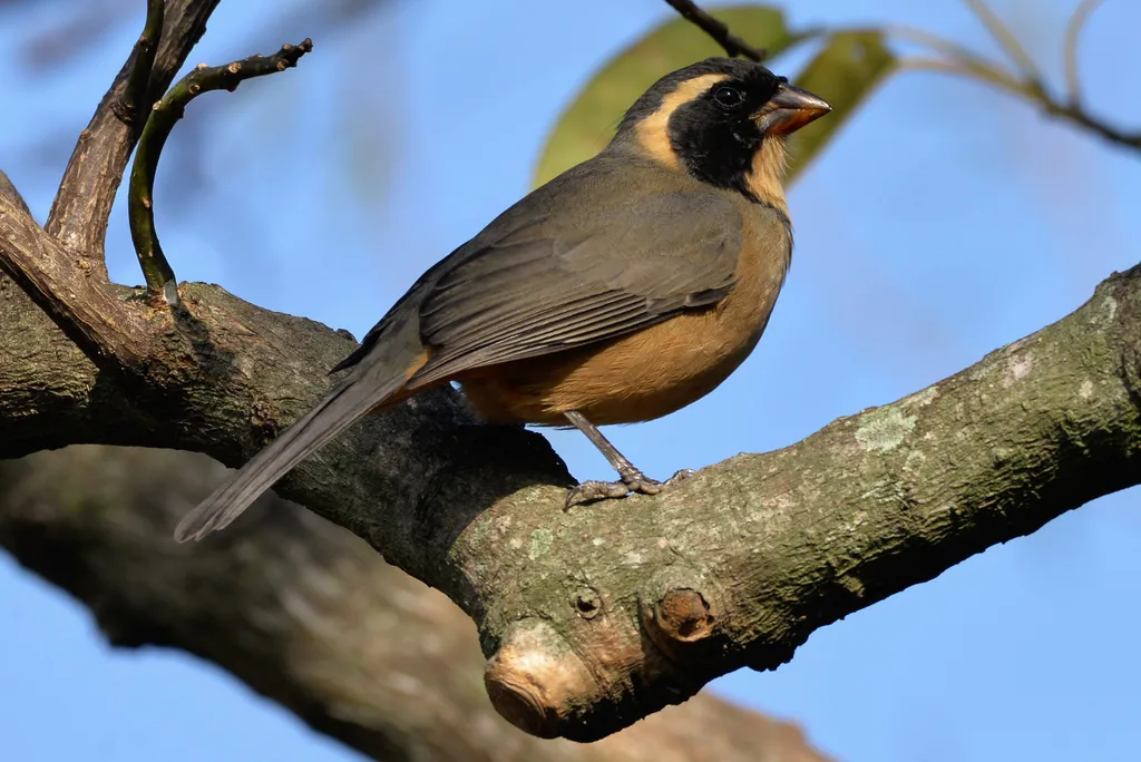 金嘴舞雀(Saltator aurantiirostris)
