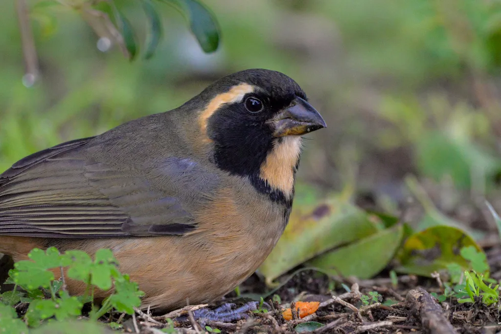 金嘴舞雀(Saltator aurantiirostris)