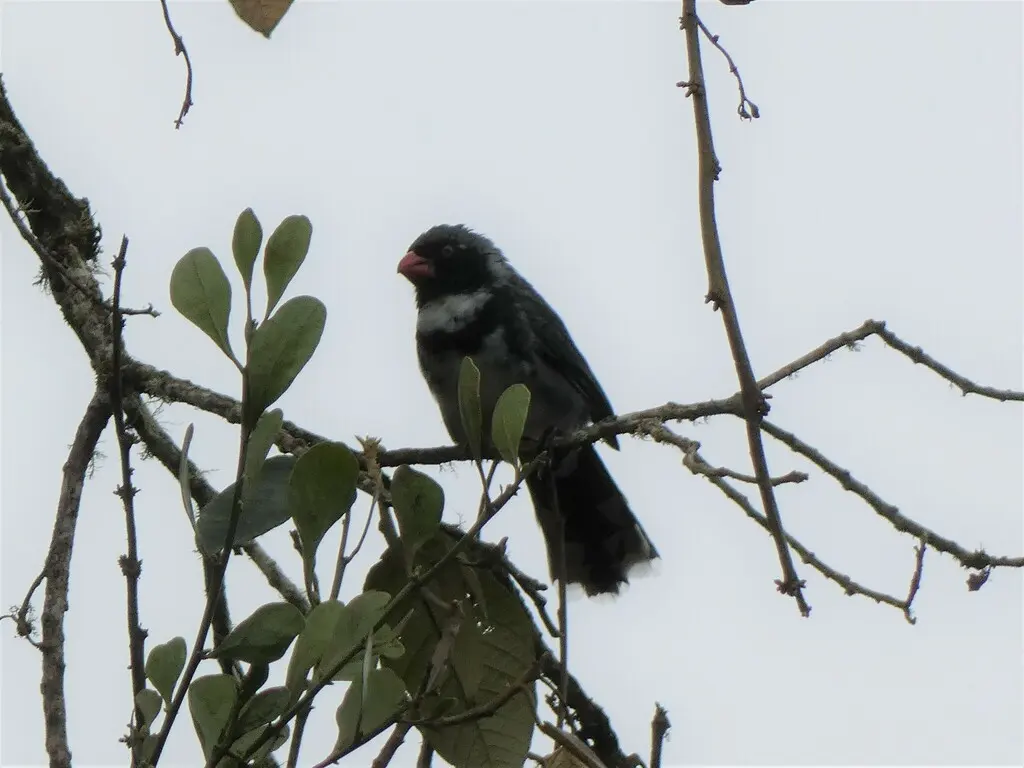 花脸舞雀(Saltator cinctus)