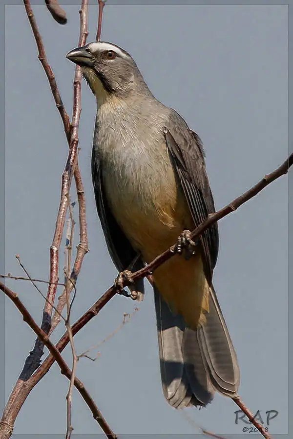 灰背舞雀(Saltator coerulescens)