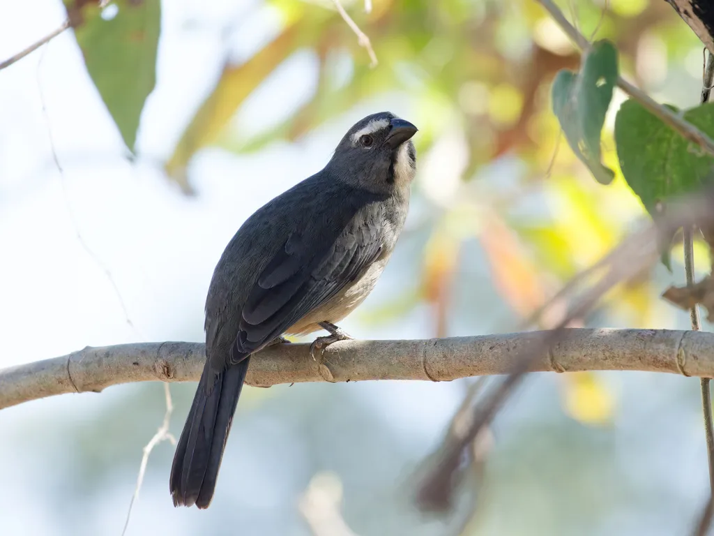 灰背舞雀(Saltator coerulescens)