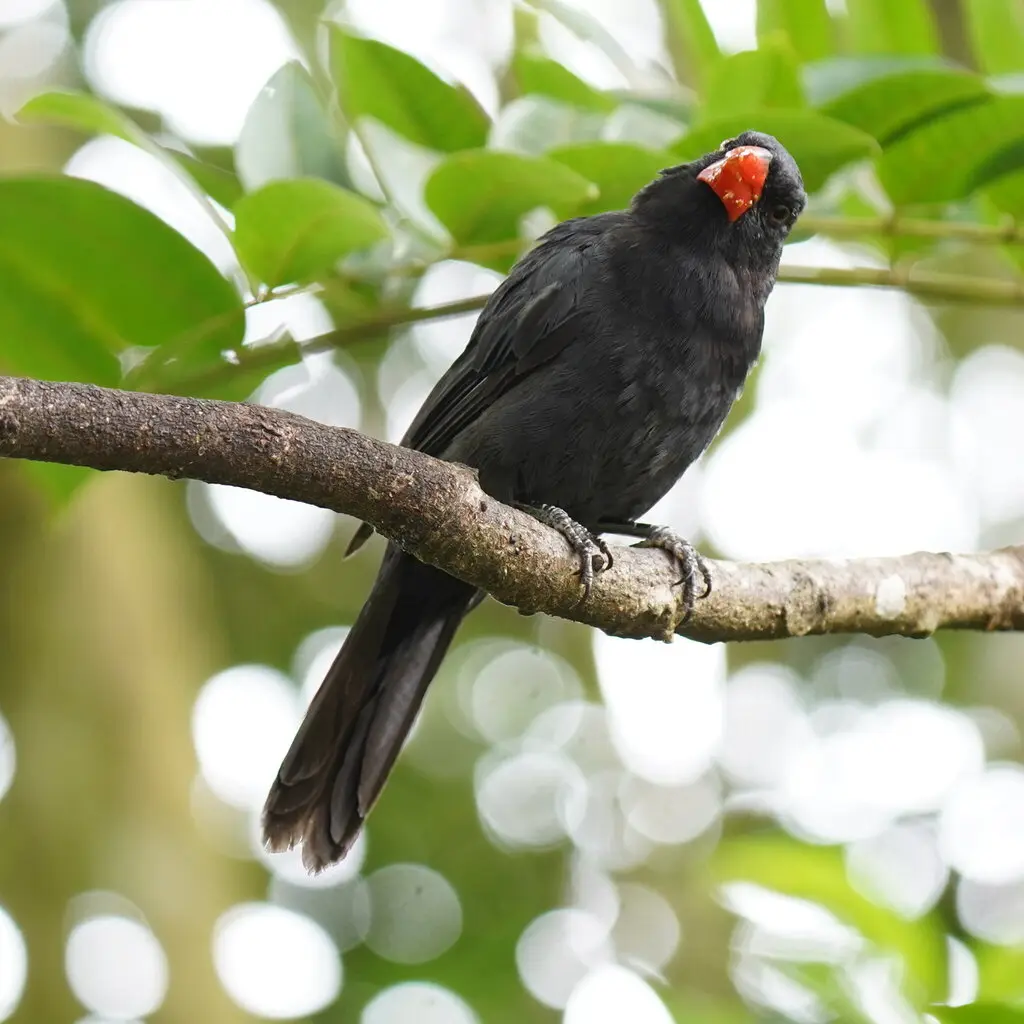 黑喉粗嘴雀(Saltator fuliginosus)