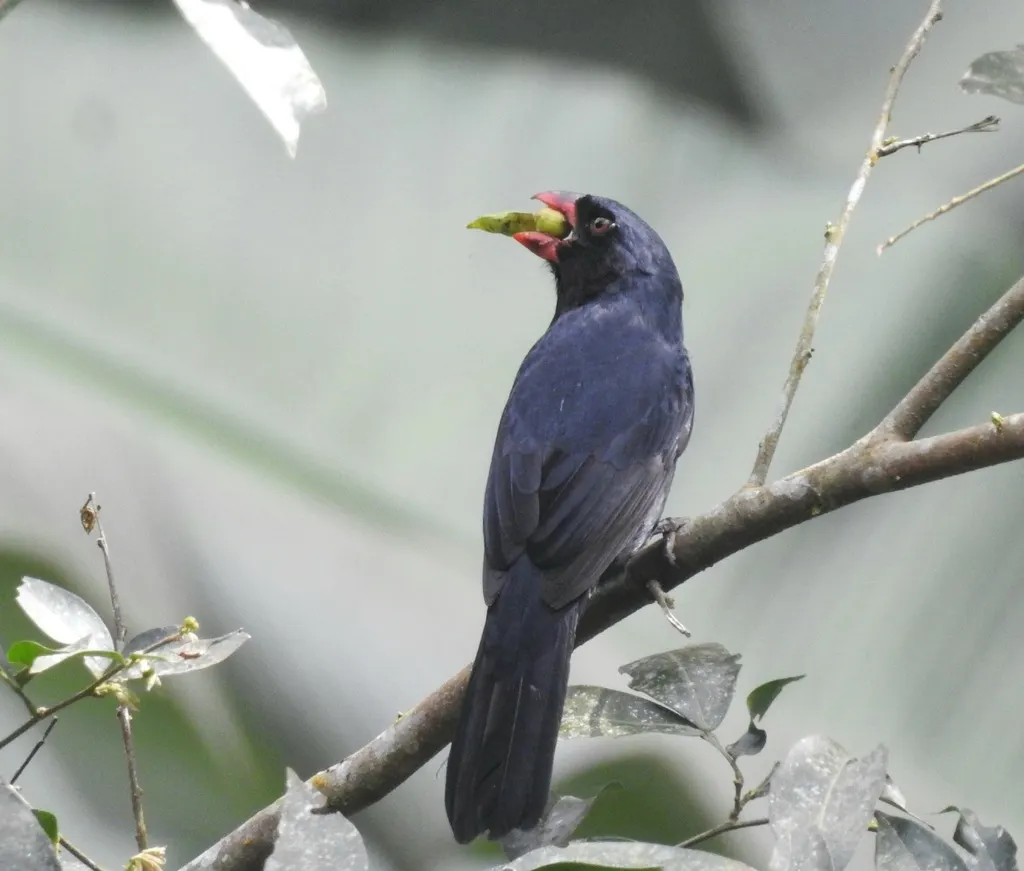 黑喉粗嘴雀(Saltator fuliginosus)