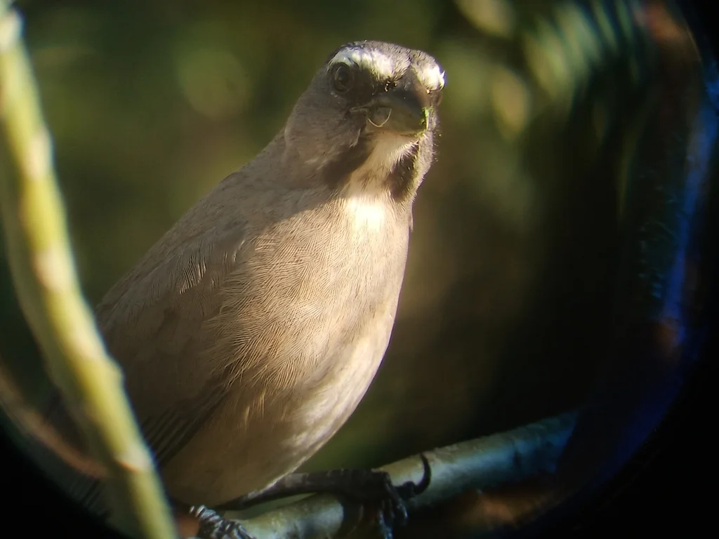 棕腹灰背舞雀(Saltator grandis)