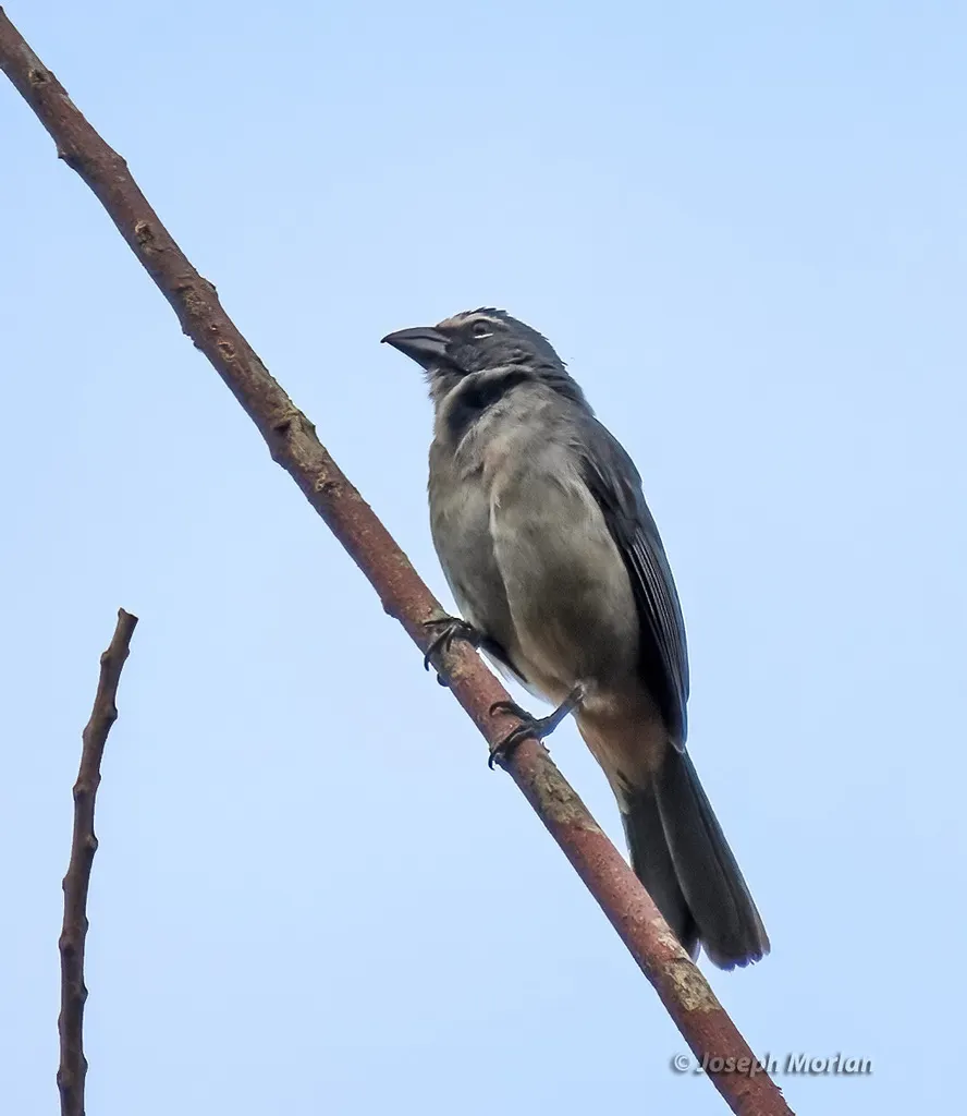 棕腹灰背舞雀(Saltator grandis)