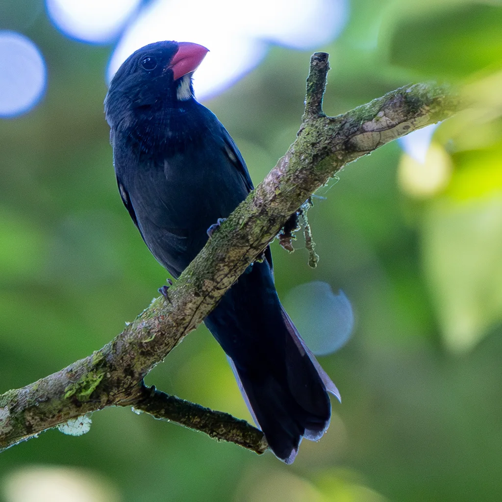 灰蓝粗嘴雀(Saltator grossus)