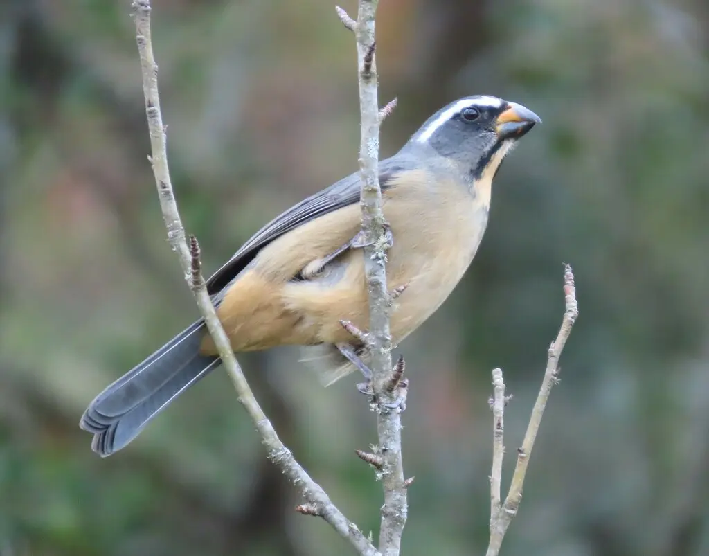 厚嘴舞雀(Saltator maxillosus)