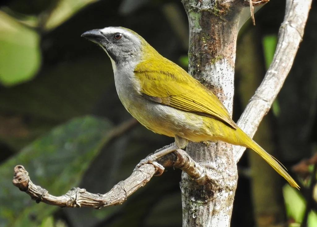 黄喉舞雀(Saltator maximus)