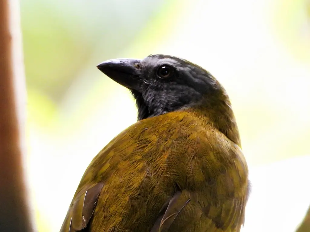 黄喉舞雀(Saltator maximus)