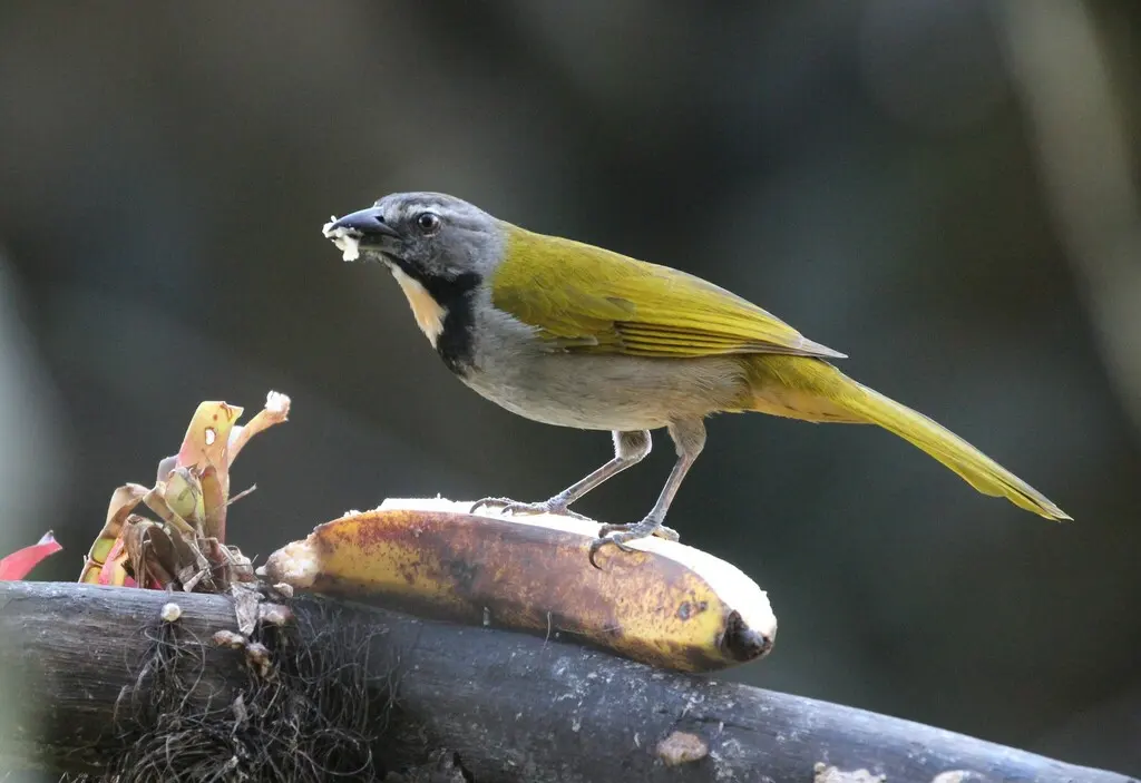 黄喉舞雀(Saltator maximus)