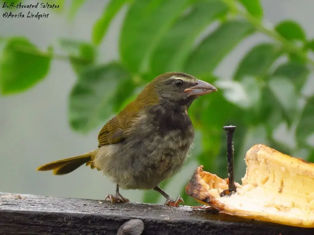 黄喉舞雀(Saltator maximus)