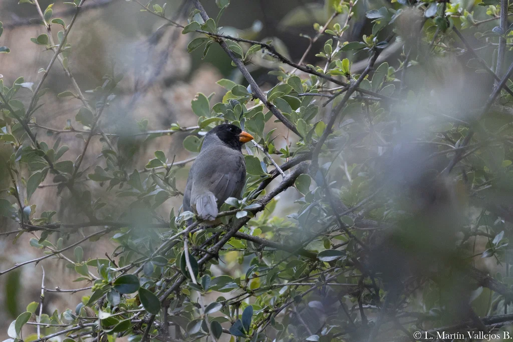 黑巾舞雀(Saltator nigriceps)