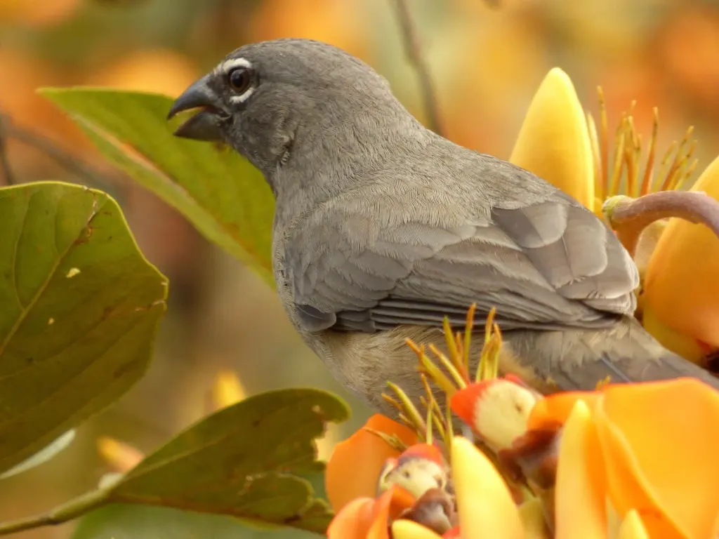 暗绿舞雀(Saltator olivascens)