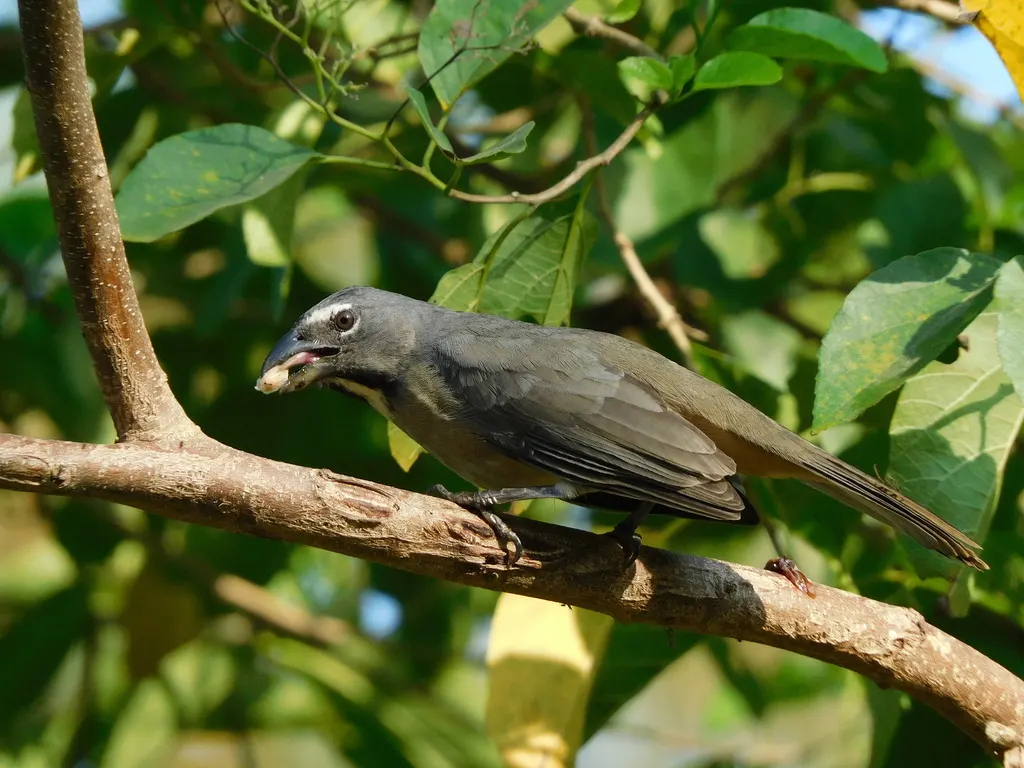 暗绿舞雀(Saltator olivascens)