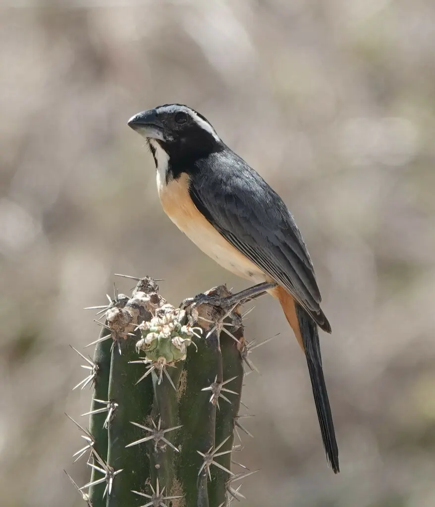 白眉舞雀(Saltator orenocensis)