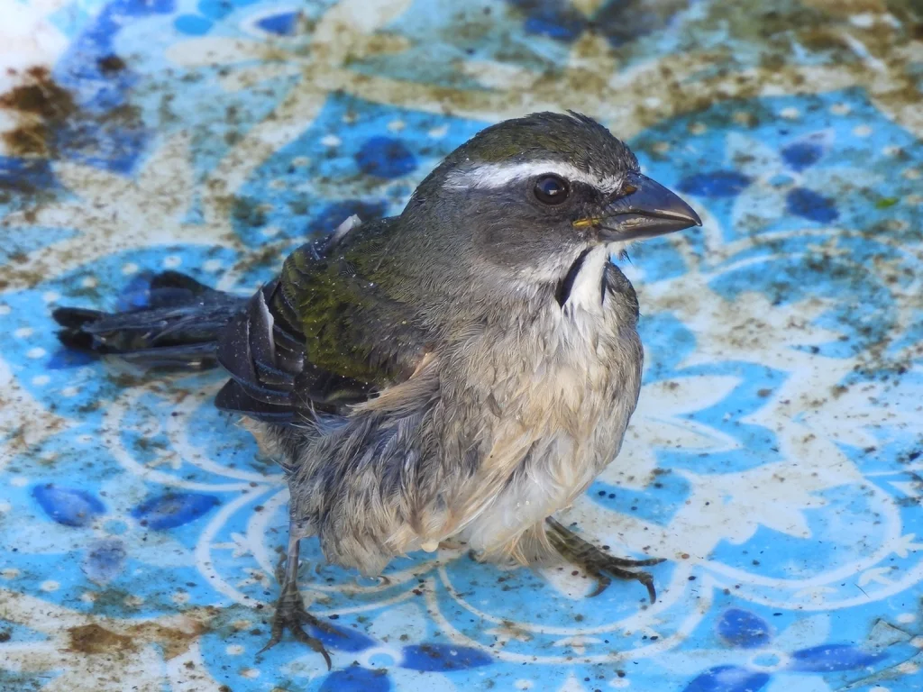 绿翅舞雀(Saltator similis)