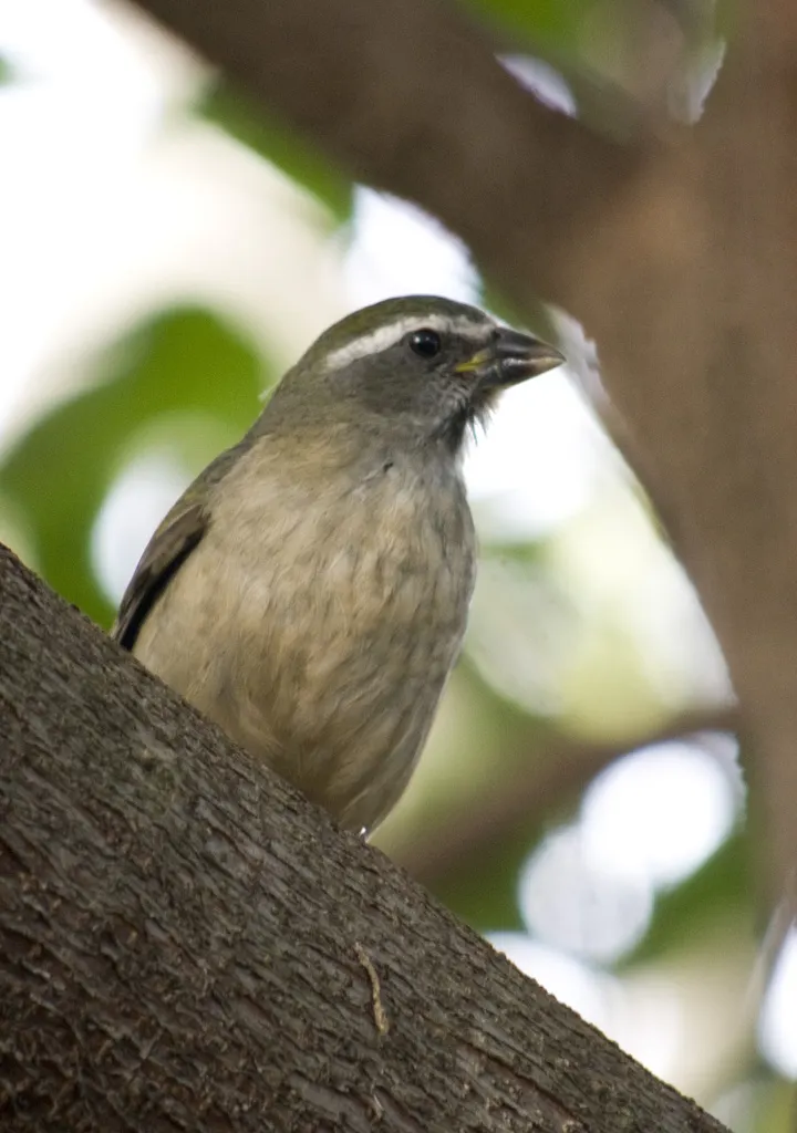 绿翅舞雀(Saltator similis)