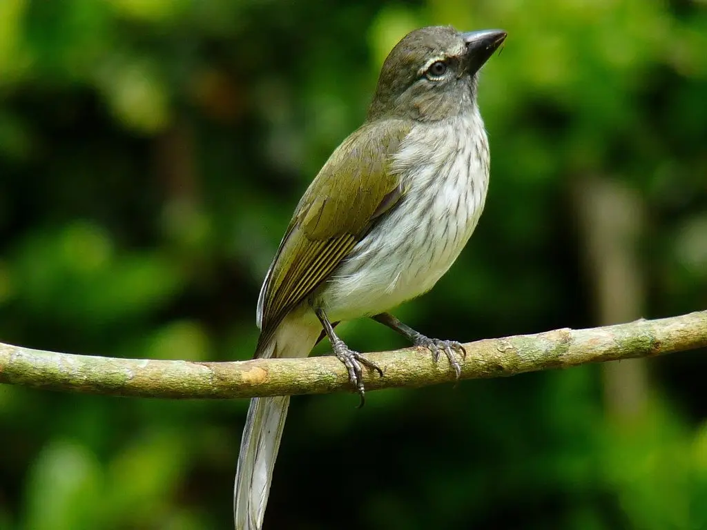 斑纹舞雀(Saltator striatipectus)