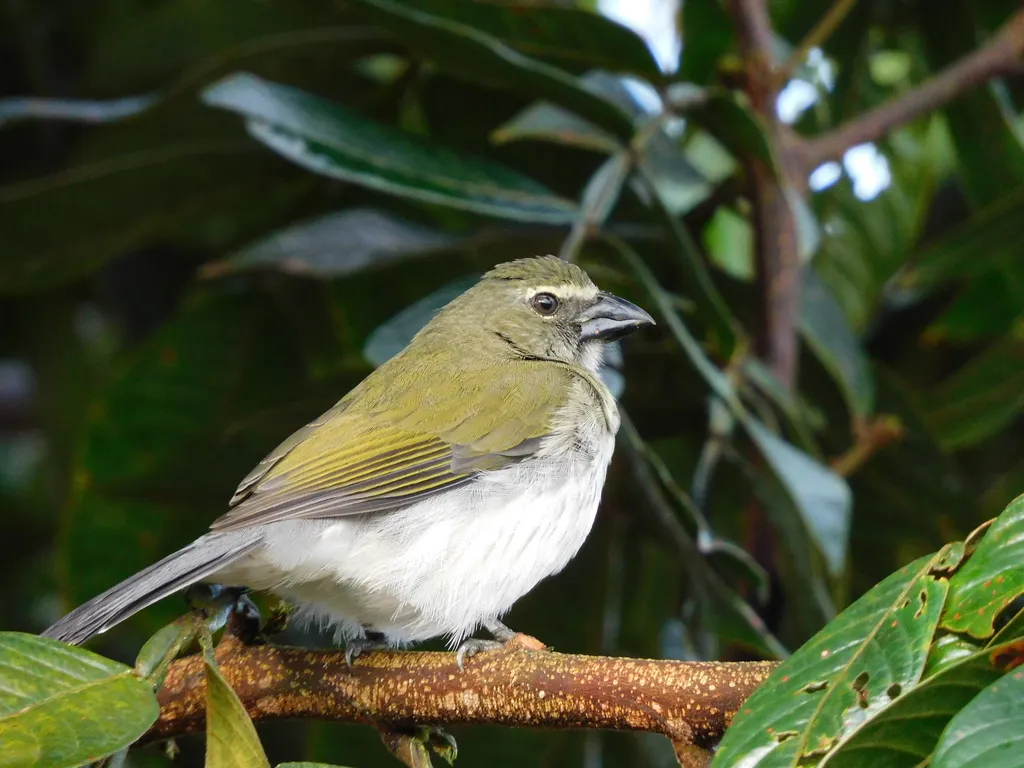 斑纹舞雀(Saltator striatipectus)