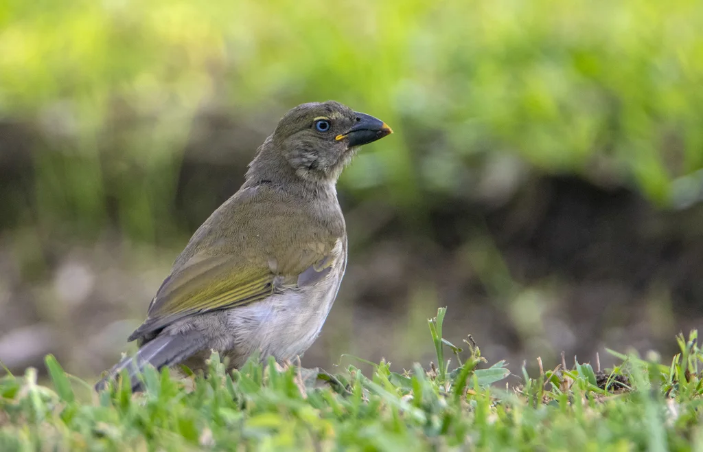 斑纹舞雀(Saltator striatipectus)