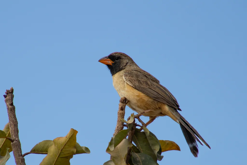 黑喉舞雀(Saltatricula atricollis)