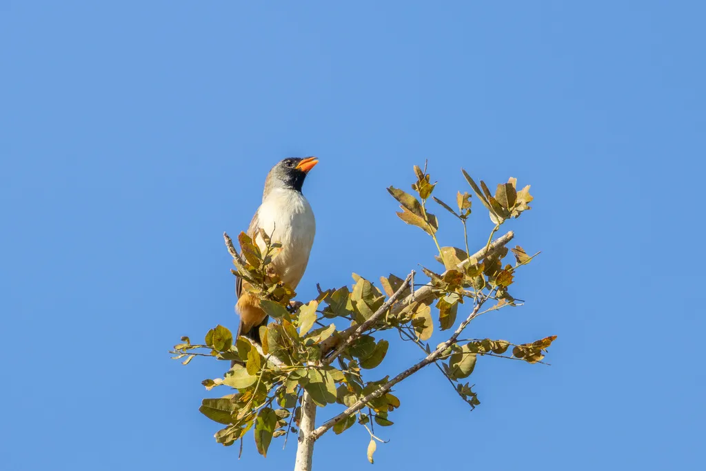 黑喉舞雀(Saltatricula atricollis)