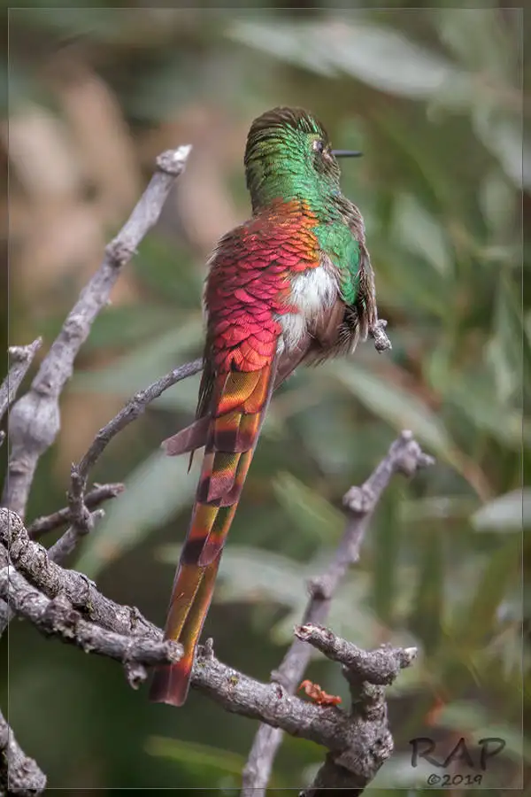 红尾彗星蜂鸟(Sappho sparganurus)