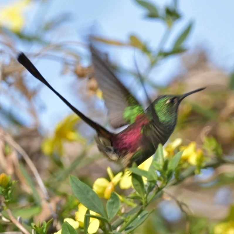 红尾彗星蜂鸟(Sappho sparganurus)