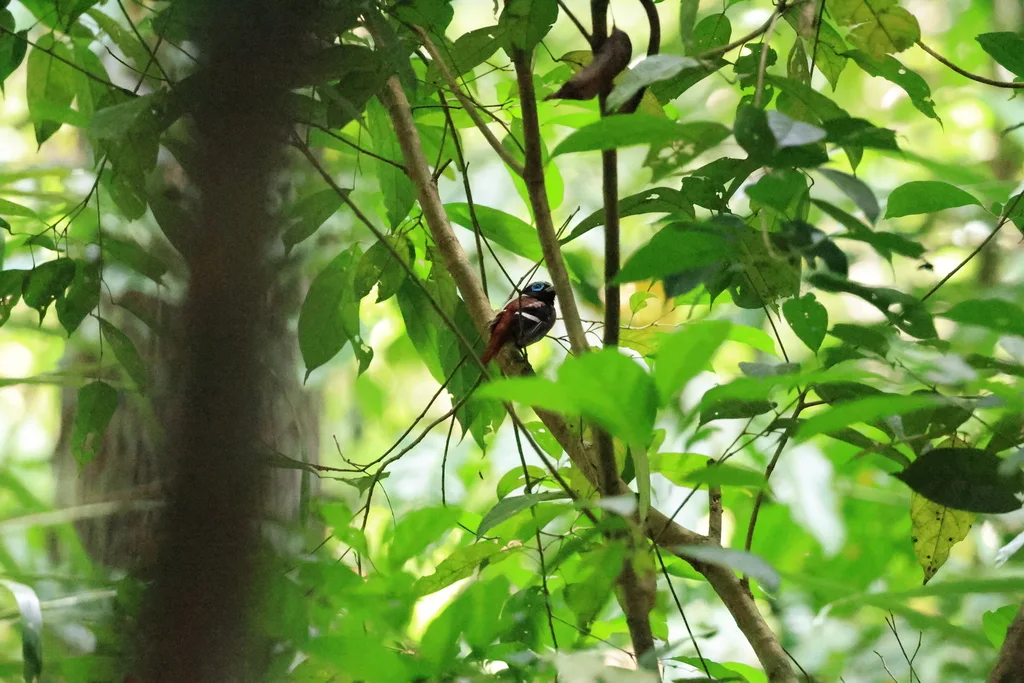 米岛阔嘴鸟(Sarcophanops samarensis)